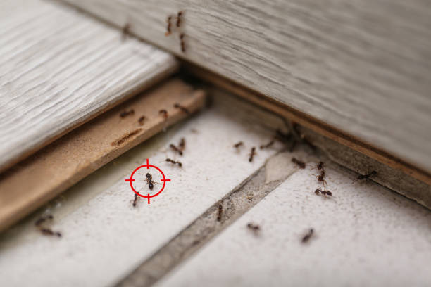 Best Cockroach Control Services  in Marion, AL
