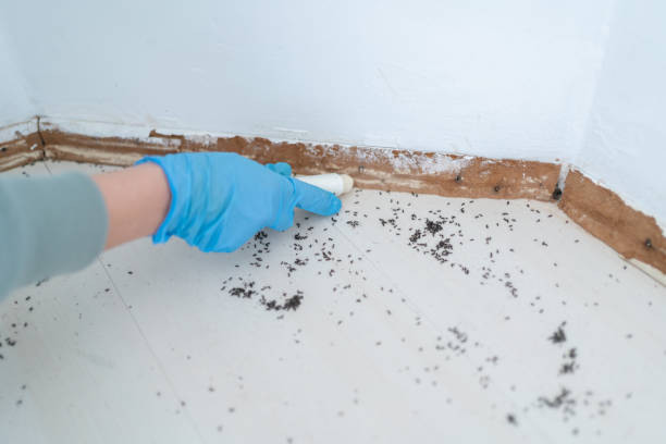 Best Flea Control Services  in Marion, AL